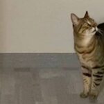 「大変ニャ！早く見に来るニャ！」愛猫がまたしても飼い主を呼びに来たのだが……。