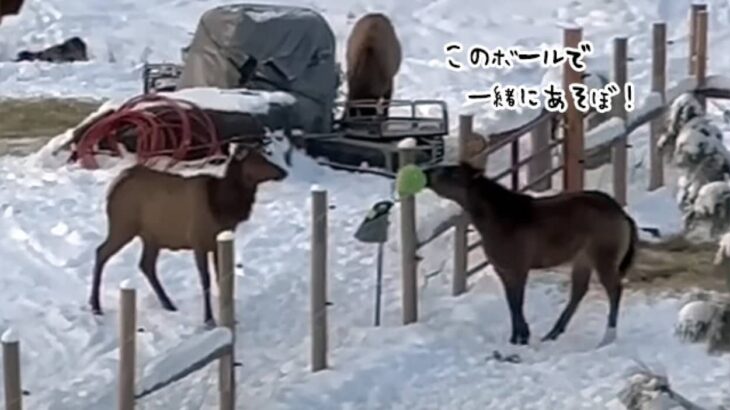 こんな動画だけ見ていたい。エルクと一緒に遊びたくてお気に入りのボールを渡そうとする馬