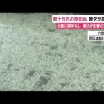 【動画あり】静岡県浜松市の川1.3kmにわたり「数10万匹のボラ」が死んでいるのが見つかる…水質に異状なし