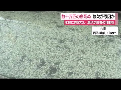 【動画あり】静岡県浜松市の川1.3kmにわたり「数10万匹のボラ」が死んでいるのが見つかる…水質に異状なし