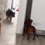 早く見つけてほしすぎて。犬と犬のかくれんぼゲームがかわいい