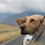 汚いのはわかっていても掃除ができない。犬の毛だらけの車を数か月放置している理由が涙を誘う