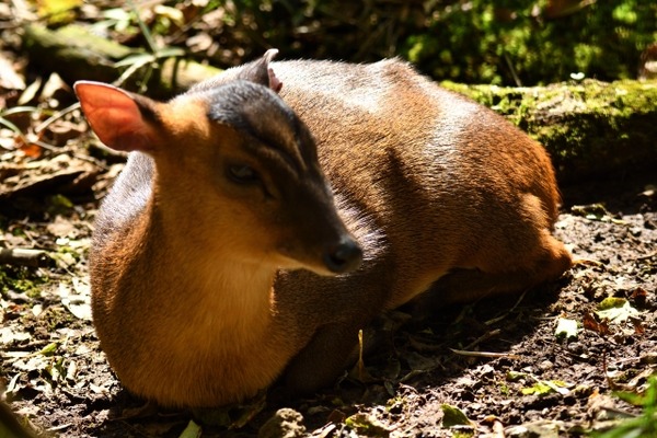 クッソキモい鹿みたいな外来種「キョン」、千葉で繁殖中　お前らの想像の5倍はキモい（動画あり）