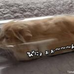 伸びすぎ注意。本気を出せばどこまで伸びるかわからない猫