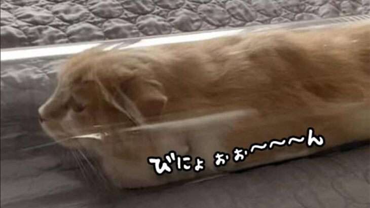 伸びすぎ注意。本気を出せばどこまで伸びるかわからない猫