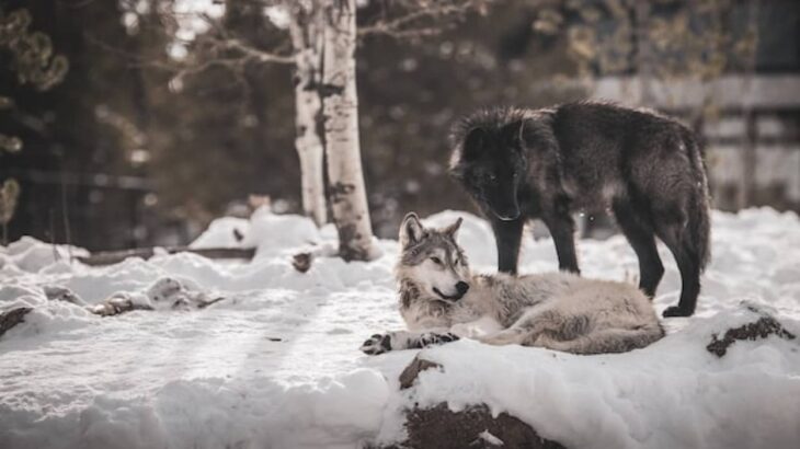 アメリカでオオカミの色が変化するという謎な現象、その謎がついに判明