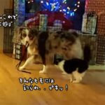 紐をくわえて猫をじゃらす犬、釣られまくる猫