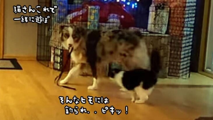 紐をくわえて猫をじゃらす犬、釣られまくる猫