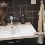 猫ならばこうあるべき！母猫の教えに困惑するメインクーンの子猫