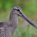 北海道・沖縄間を3往復分、13,560 kmを11日間飛び続けた渡り鳥がギネス世界記録を更新