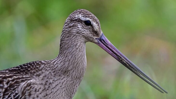 北海道・沖縄間を3往復分、13,560 kmを11日間飛び続けた渡り鳥がギネス世界記録を更新