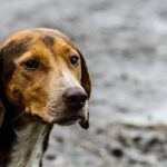 6匹の子犬たちを救う為、走行中の車に近づき必死に助けを求めた母犬