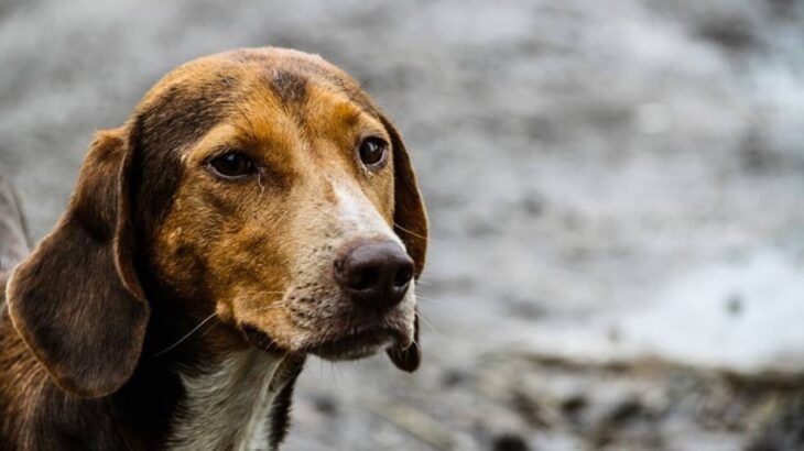 6匹の子犬たちを救う為、走行中の車に近づき必死に助けを求めた母犬