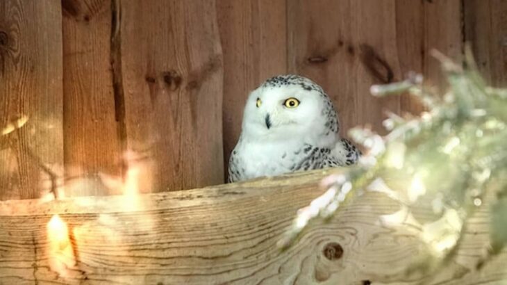 なぜこんなところに？寒冷地仕様のシロフクロウが温暖なカリフォルニアに出没