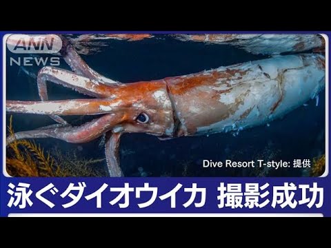 【前触れ】兵庫県の沿岸で「巨大なダイオウイカ」が発見される！水深5メートルで漂っているのが撮影される