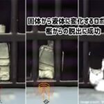 猫かと思ったらロボットだった。固体から液体に変わり、檻からの脱出に成功した金属ロボット