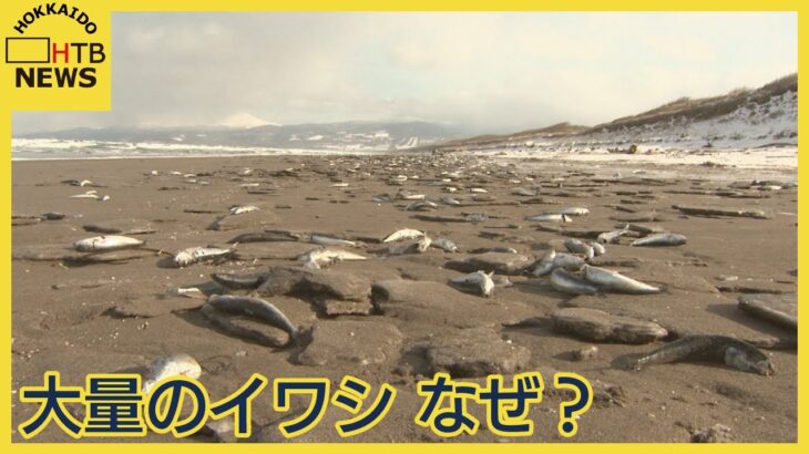 【動画あり】北海道オホーツク斜里町の海岸、数キロわたり「大量のイワシ」が打ち上げられる！