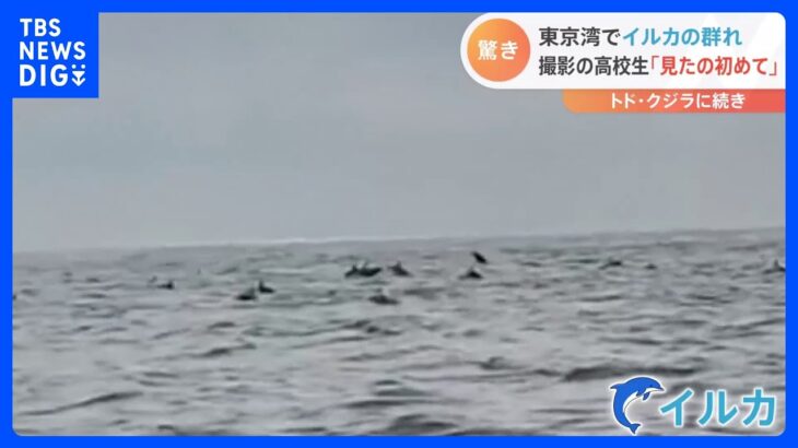 【動画あり】クジラ、トドに続き今度は東京湾に「イルカ100頭の大群」が出現