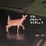 上手に歩くことができない赤ちゃん鹿を見守り、励ましながら自分の力で道路を横断させる母鹿