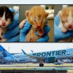 航空会社が動物保護施設を支援。猫を引き取ると無料航空券を提供