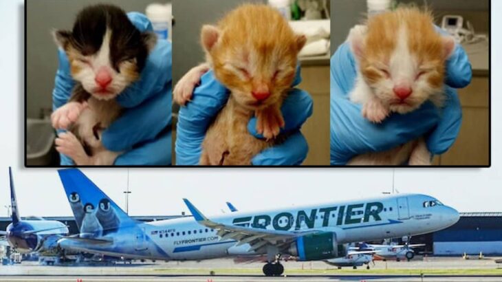 航空会社が動物保護施設を支援。猫を引き取ると無料航空券を提供