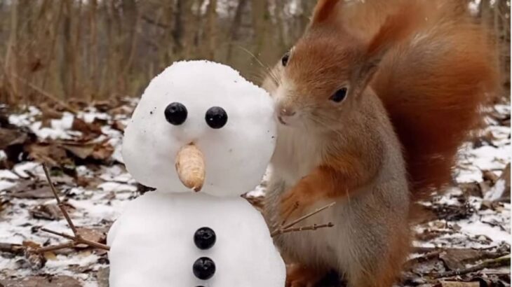 おとぎの国、ここにありました！リスがミニ雪だるまと遊んでいるよ