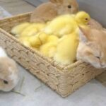 猫とヒナとウサギまで！一緒に混ざりたい、埋まりたい人集まれ！ふわモコのカタマリはコチラです