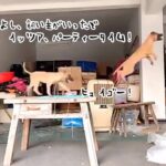 チャーンス！飼い主がいない隙に犬たちが紐を使ってヒュイゴー！