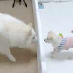 「よろしくお願いするワン！」おうちに保護子犬がやって来た！一時預かりの子犬と先住犬猫ズ、どきどきワクワクの初対面