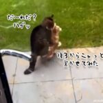 やらかしちまった…猫に後ろから飛びついた猫の困惑の表情をご覧ください