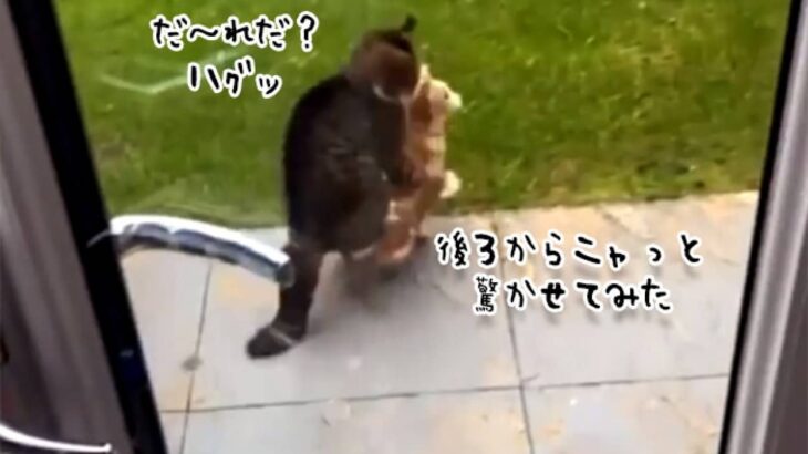 やらかしちまった…猫に後ろから飛びついた猫の困惑の表情をご覧ください