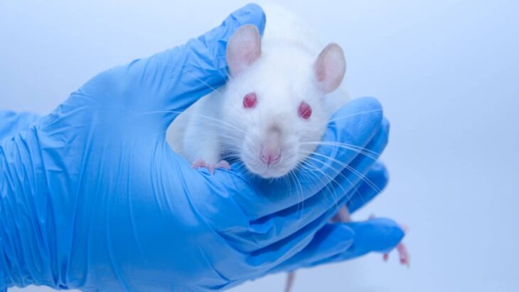 アメリカで新薬開発における動物実験の義務付けが撤廃される