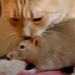 猫とネズミ、仲良くケンカ…なんかしないもん！もう誰にも止められない？ラットとにゃんこのラブストーリー