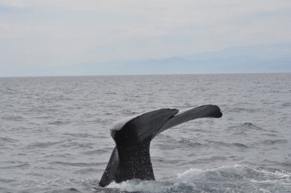 【前触れ】大阪湾の淀川河口付近で「クジラ1頭」が海面を泳いでいる姿が目撃される！