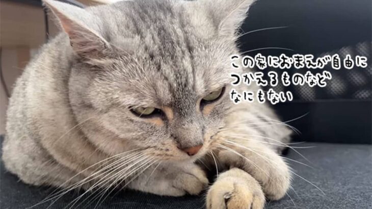 「使用中ですから！」猫に椅子からどいてくれるようお願いしたらキレられた飼い主