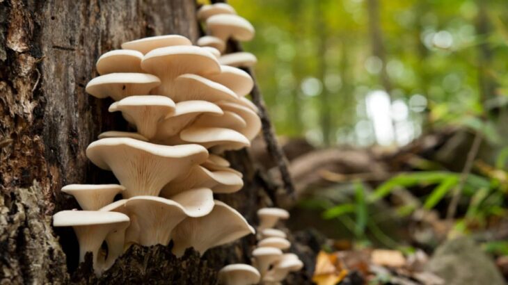 ヒラタケは食虫キノコ。神経ガスで獲物となる虫を毒殺して食べていた