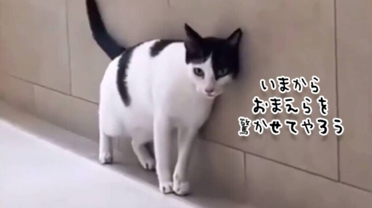 これは驚くわ。今から猫がすごいことするので、何が起きるか予想してみよう