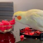 オカメインコが初めて見るラズベリー「それは食べられるモノなの？」と、ご主人の毒見を待って口をつける