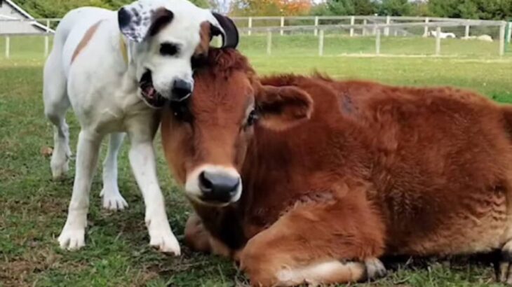 出会った瞬間ひかれあう。子牛と犬に芽生えた友情物語