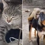 事故で群れからはぐれた孤児の赤ちゃん猿、猫と犬の子育て連携プレイで元気を取り戻す