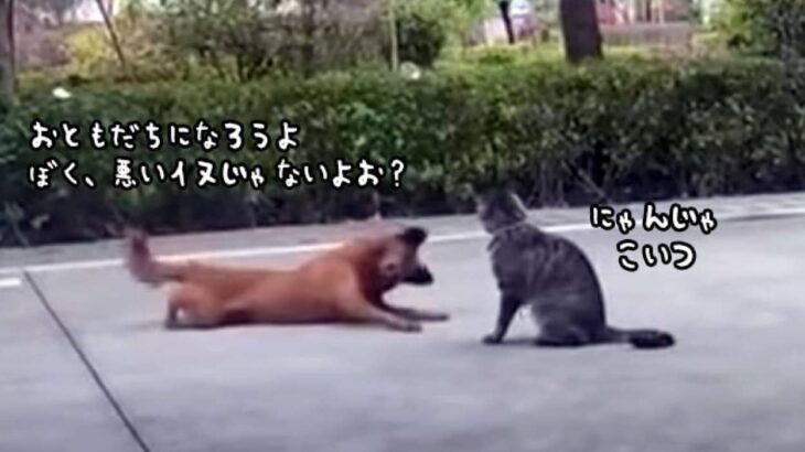 犬に学ぶ、猫と仲良くなる方法「まずは腹を割ろうぜ」