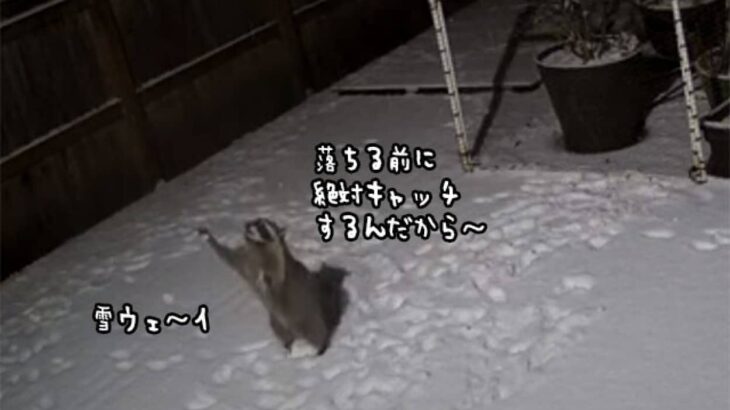 雪が落ちる前にキャッチする遊びを思いついたアライグマ、両手を上げてがんばる姿がかわいい