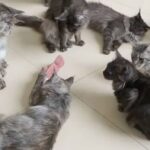 「この変なヤツはいったいニャに？」愛猫たちに怪しいオモチャをプレゼントしてみた結果