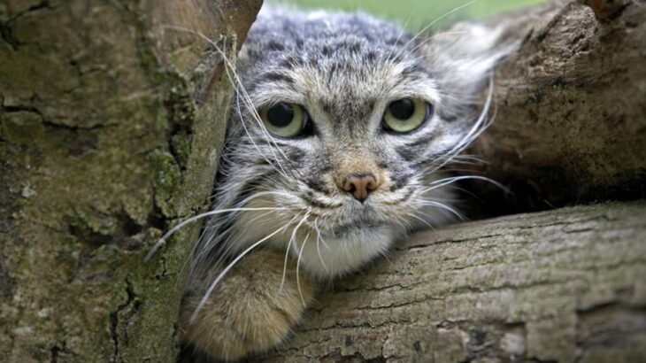 うれしいニュース！エベレストに野生のマヌルネコが生息していることが判明