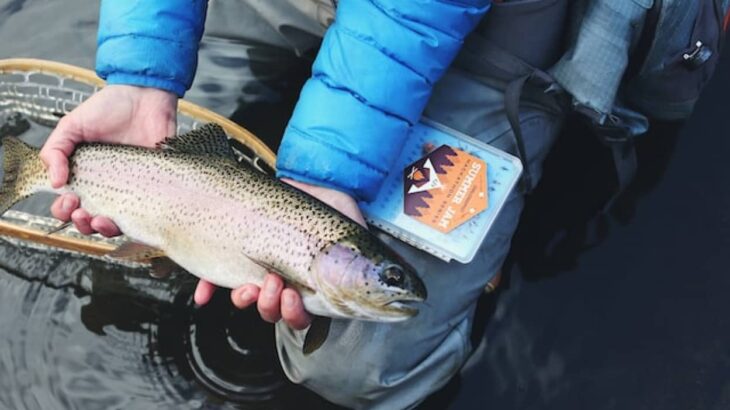 アメリカの淡水魚が化学汚染。1匹を食べると1カ月分の汚染された水を飲むのと同等の有害性