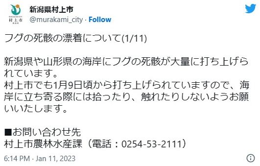 【異変】新潟の海岸に大量の「フグ」が打ち上げられる！山形県でも見つかっている模様