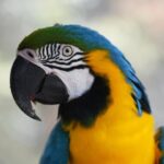 ペットのインコが傷害事件を起こし、飼い主逮捕。多額の賠償金と懲役刑