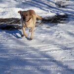 トルコで救援物資を積んだトラックが道に迷っていたところ犬が目的の村へと導いてくれる