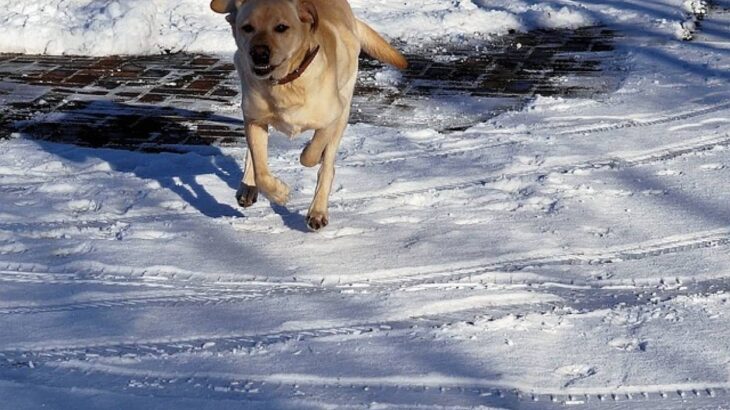 トルコで救援物資を積んだトラックが道に迷っていたところ犬が目的の村へと導いてくれる