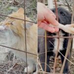 戦禍のウクライナより～廃村となった地域で暮らす野良猫・野良犬たちに餌を届ける